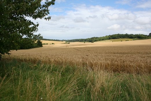 View near Graveley